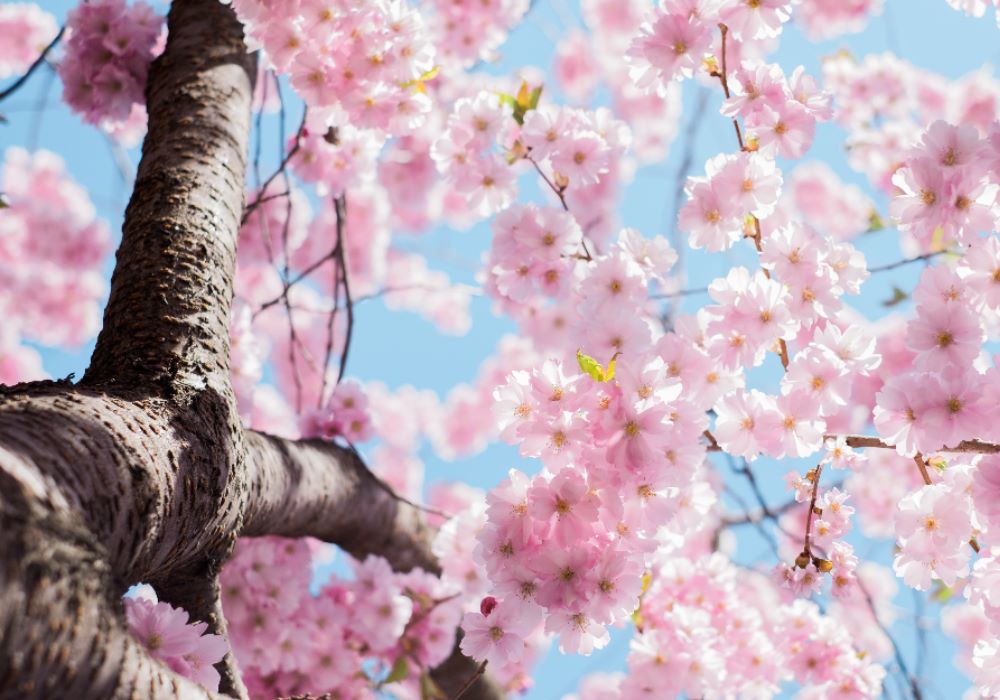 Vårigt träd blommar ut